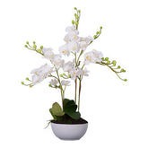 Fiori White Orchid Plant With White Pot