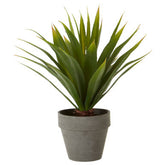 Fiori Agave Succulent in Grey Pot