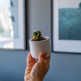 WHITE CONCRETE CYLINDER TEALIGHT HOLDER, CONCRETE CYLINDER POT