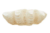 Byron Large Clam Shell Bowl