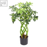 Artificial plant bonsai golden capella with green and yellow variegated leaves and twisted stems in black pot 70cm golden capella