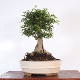 Chinese Elm (Ulmus Parvifolia) Bonsai Tree | Broom | In 18cm Pot | Great Gift