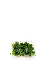 Living Wall Divider - 81cm - White