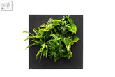 A black bamboo living wall picture frame featuring a lush mix standard indoor mix of vibrant leafy plants