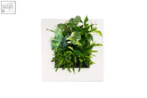 Bamboo living wall picture frame with a mix standard indoor mix of ferns and patterned green leaves in varying shades