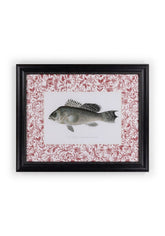 Fish III Framed Print Noble Vintage for the English Home