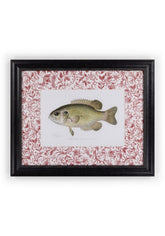 Fish IV Framed Print British, and Just a Bit Brilliant