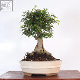 A compact chinese elm ulmus parvifolia bonsai tree with vibrant green foliage in a white glazed ceramic pot