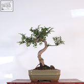 A slender chinese elm ulmus parvifolia bonsai tree with dense green foliage in a glazed ceramic 16cm pot great gift