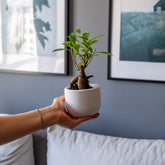 A small white ceramic pot with a lush bonsai tree in the concrete big dolphin pot for indoor decor
