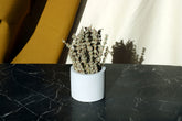 White ceramic concrete cylinder pot holding dried lavender with silvery green foliage by gloria home
