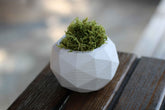 White high quality concrete diagonal pot with vibrant green moss in a geometric diagonal pot design
