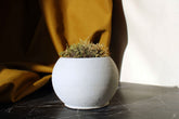A round matte white ceramic concrete round pot filled with green and brown moss for indoor decor
