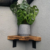 A vibrant green monstera plant in a glittery silver pot on a wooden triangular wall shelf corner shelf with brackets