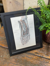 Black-framed anatomical print of foot with labeled muscles and veins in gray and pink tones from 1920s medical book plate