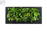 Live picture living wall frame with lush green vine art cascading leaves and single variegated leaf in black frame