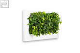 White rectangular wall-mounted living wall frame with lush green ivy in 152cm live picture planter