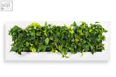 A sleek white rectangular living wall frame planter 192cm filled with lush vibrant green foliage mounted on the wall