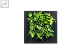Live picture living wall frame 72cm black with lush green and variegated leafy plant arrangement on sleek panel