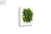 White rectangular living wall frame 72cm with lush green and yellow-green foliage for vibrant wall decor