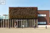 A lush green living wall with purple flowering vines made of interchangeable plant cassettes on a modern facade