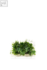 White rectangular wall-mounted living wall divider planter filled with lush green ferns for indoor decor