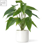 A lush green potted plant with broad leaves in a modern white ceramic pot perfect for indoor decor