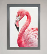 Pink Flamingo Stare Framed Print