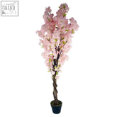 Premium pink cherry blossom tree with dark twisted branches and delicate pink cherry flowers in a black pot
