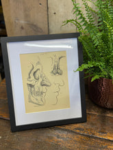 Black-framed victorian anatomy engraving featuring a sepia human skull and nose illustration in a white mat