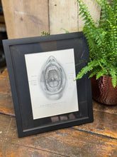 Black-framed anatomical illustration of an open human mouth with labeled teeth in victorian anatomy engraving style