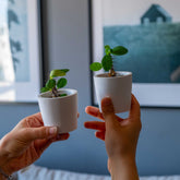 White concrete blossom pots with small green spiky plants in white ceramic planters perfect for indoor decor