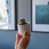 A small white concrete cylinder pot holding a green cactus with white spines perfect as a concrete cylinder tealight holder