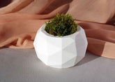 White concrete diagonal pot with a textured faceted surface holding vibrant green moss in a geometric planter