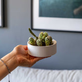 A white concrete handle pot featuring a ribbed ceramic planter holding small green spiny cacti