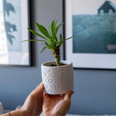 White concrete radus pot with embossed floral pattern holding a small green plant in a white ceramic planter