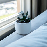 A small dark green succulent in a white concrete wiener pot with pointed leaves in a ceramic style container