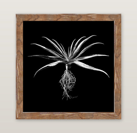David Ballam - Aloe 01