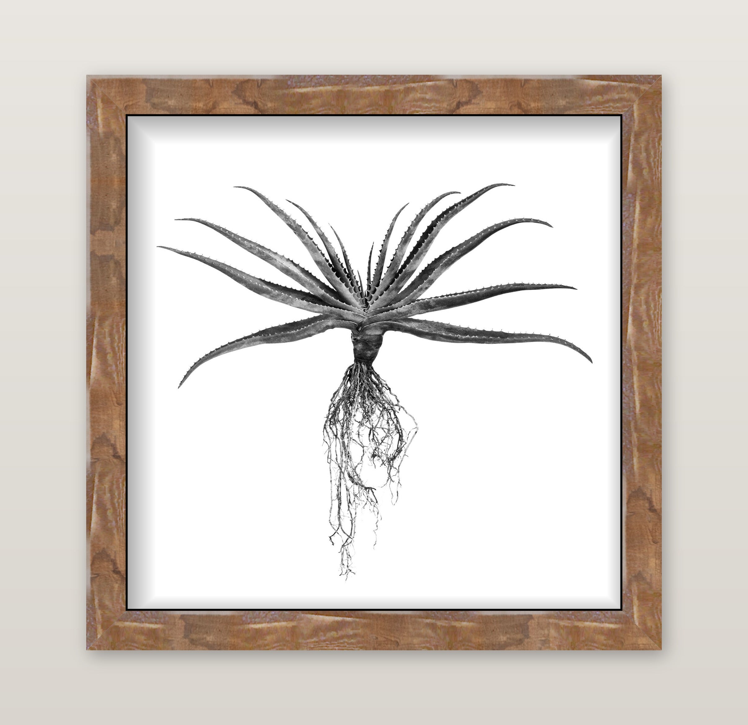 David Ballam - Aloe 02