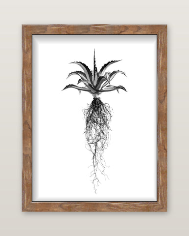 David Ballam - Aloe 08