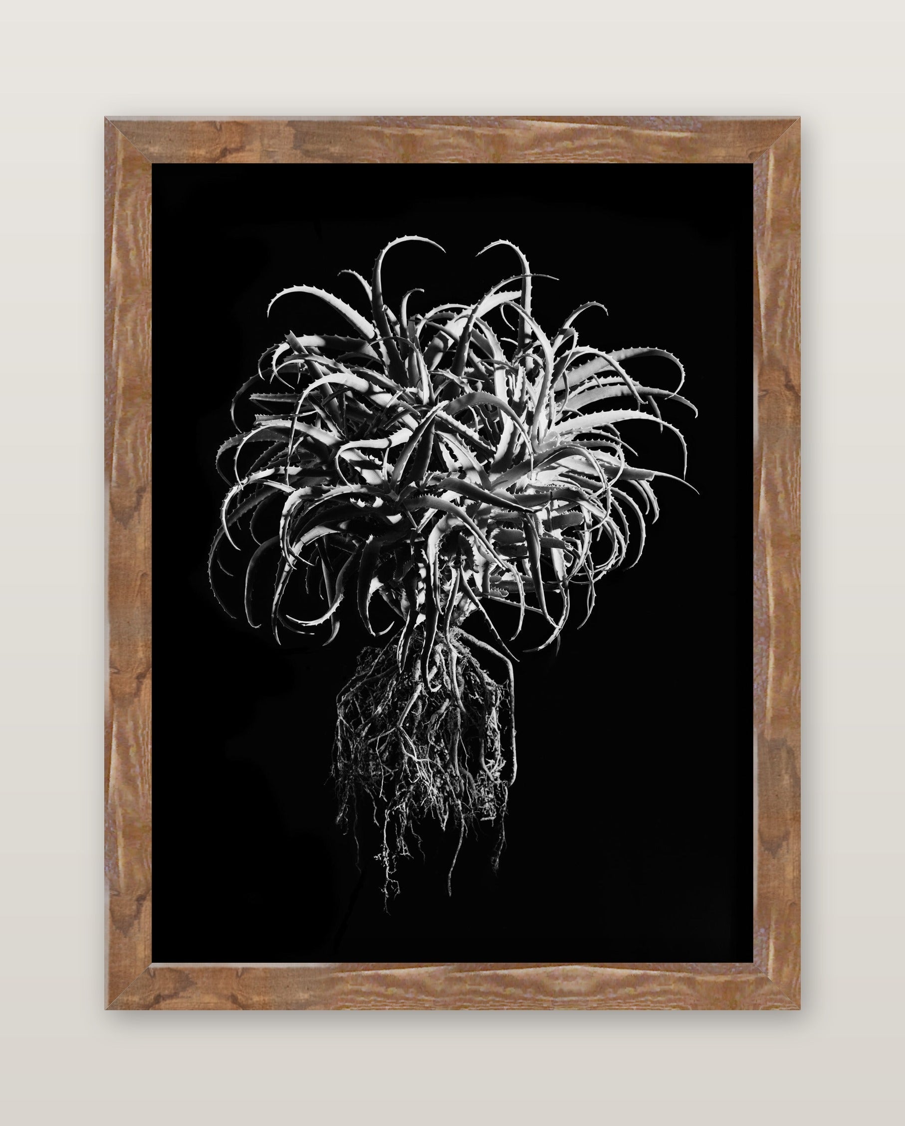 David Ballam - Aloe 11