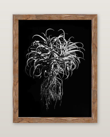 David Ballam - Aloe 11