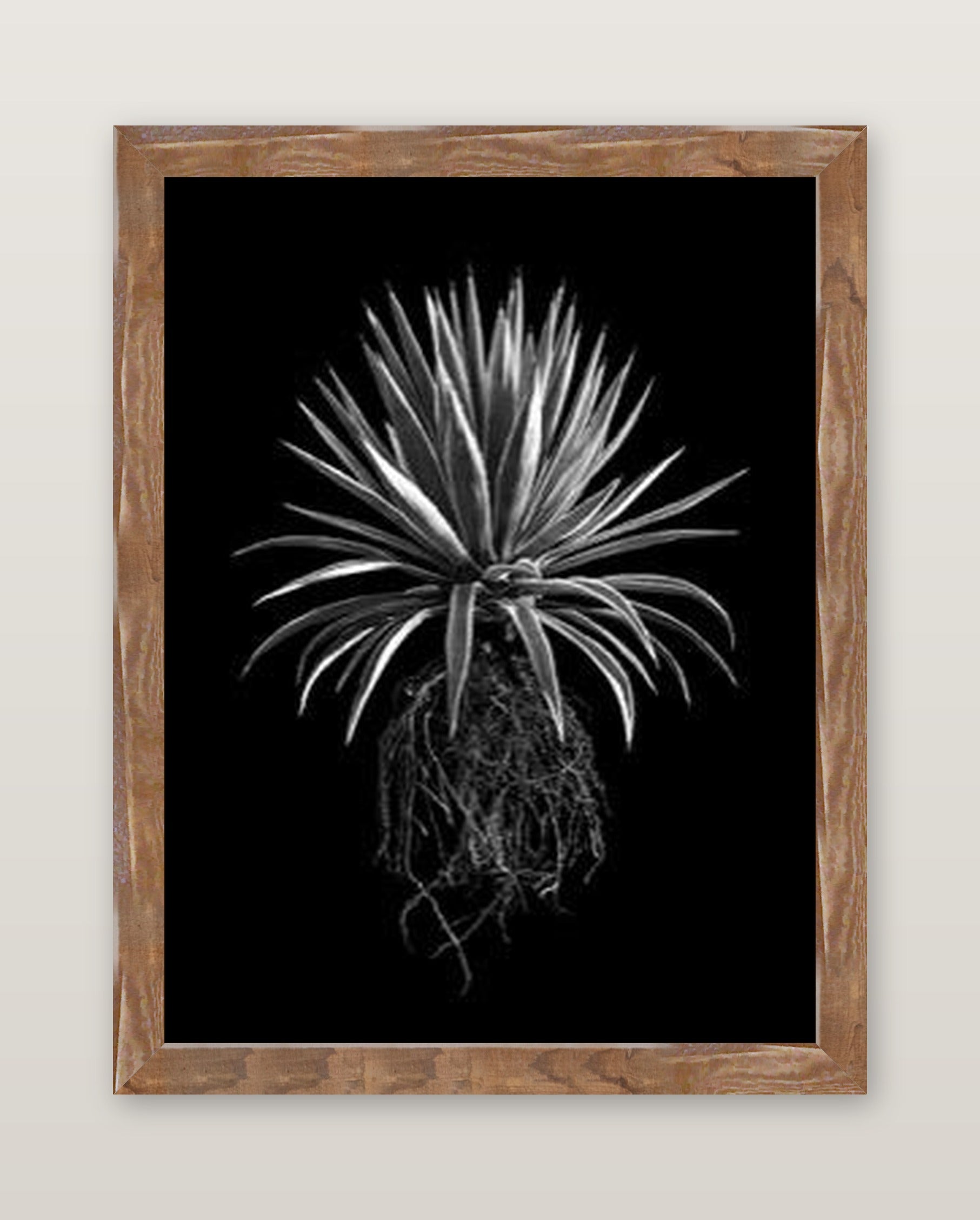 David Ballam - Aloe 19