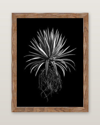 David Ballam - Aloe 19