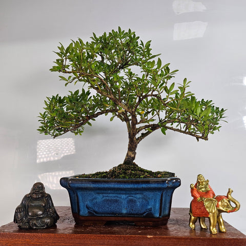 Japanese Holly (Ilex Crenata) Bonsai Tree | Shaped | In 25cm Pot