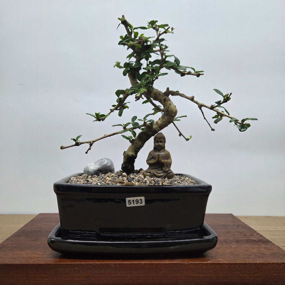 Fukien Tea Tree (Carmona Retusa) Premium Bonsai Tree Bundle | Shaped | In 18cm Pot