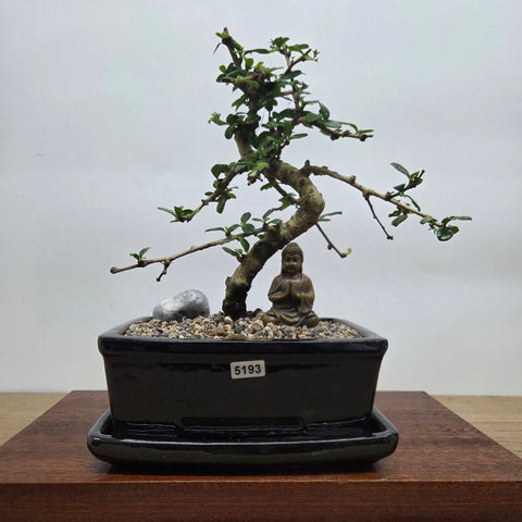 Fukien Tea Tree (Carmona Retusa) Premium Bonsai Tree Bundle | Shaped | In 18cm Pot