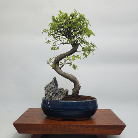 Chinese Elm (Ulmus Parvifolia) Bonsai Tree | Semi-Shaped | In 20cm Pot With Rock