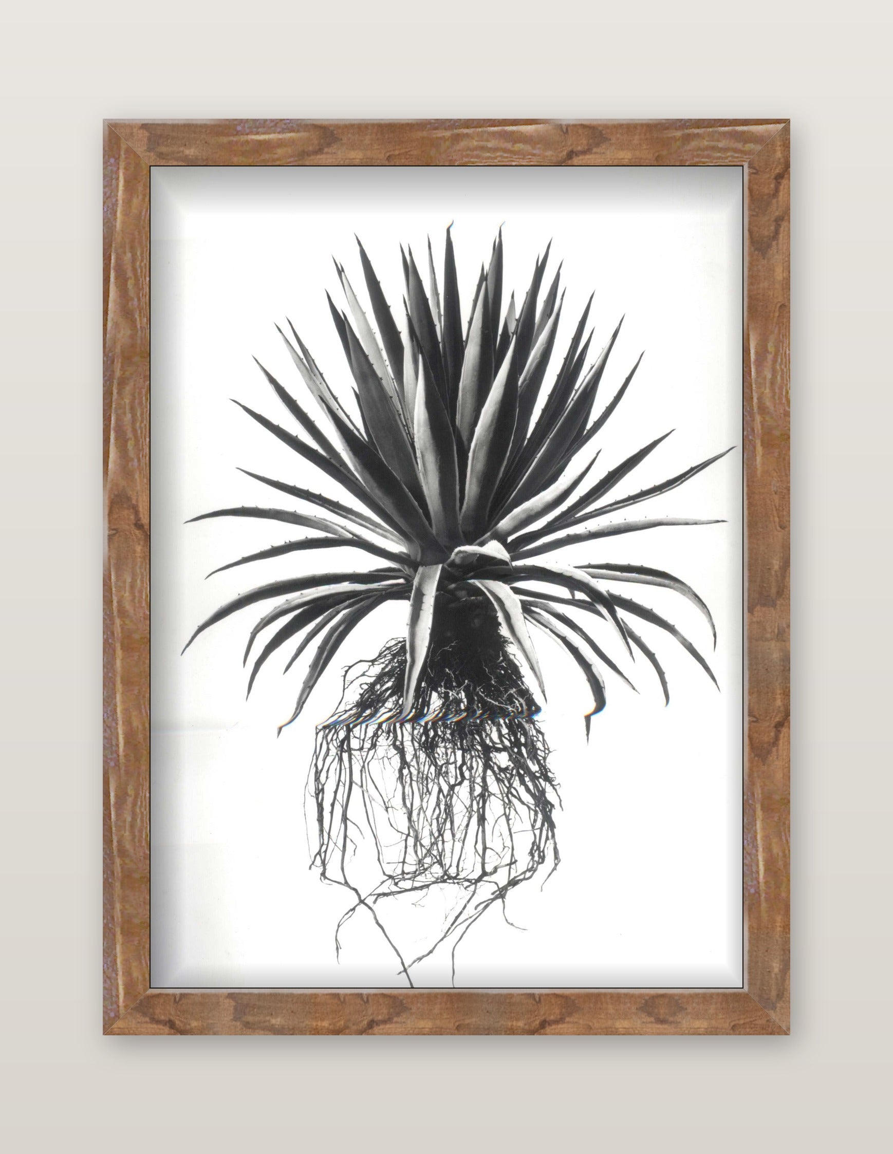 David Ballam - Aloe 20