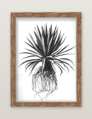 David Ballam - Aloe 20